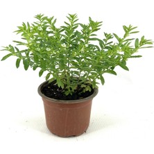 My Botanik Kufeya-Beyaz Çiçekli 20-25 cm