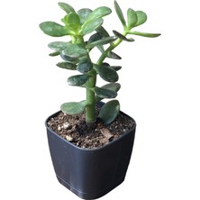 Socactus Para Ağacı Çiçeği Kaktüs Sukulent