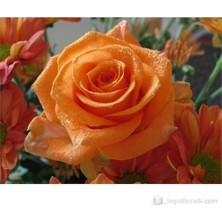 Plantistanbul Aşılı Gül Fidanı  Kayısı Renkli