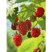 Safir Berry Bellaberry Ahududu Fidanı (Raspberry Fidanı)