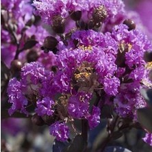 Rüzgar Botanik Mor Oya Çiçeği Fidanı 40CM-60CM