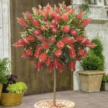 Peyzaj Yağmur Tüplü Fırça Çalısı Fidanı