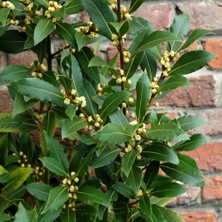 İdeasepet Tüplü Defne Fidanı