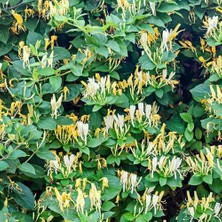 Peyzaj Yağmur Tüplü Yoğun Kokulu Hanımeli Fidanı