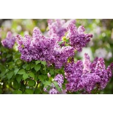 Rüzgar Botanik Leylak Çiçeği Fidanı Saksılı 60 cm 80 cm