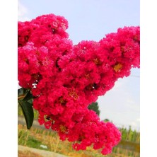 Rüzgar Botanik Pembe Oya Çiçeği Fidanı 40CM-60CM