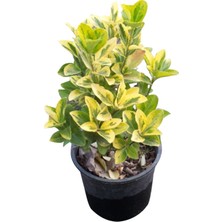 Plantistanbul Taflan Fidanı, Saksıda