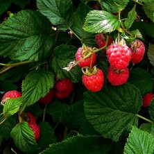 Floramut Tüplü Saksılık Ruby Ahududu Fidanı