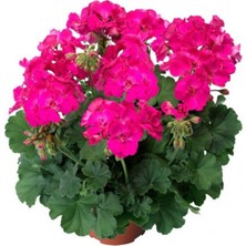 Yalova Fidan Market Sardunya Fidanı ''Pembe''