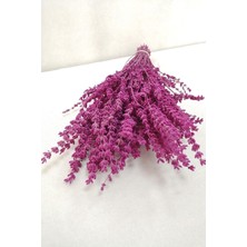 Kozalılar Kuru Çiçek Şoklanmış Dökülmeyen Gerçek Lavanta Demeti (50CM)