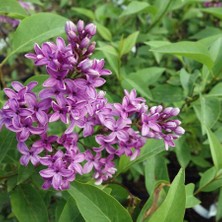 Baktar Tüplü Kokulu Leylak Fidanı