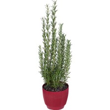 Hobi ve Bahçe Biberiye – Kuşdili Saksı'da (Rosmarinus Officinalis)