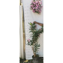 Dilek Fidancılık Zakkum Fidanı