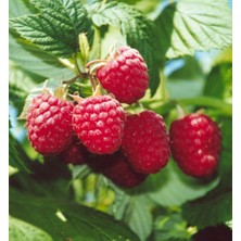 Fidan Sarayı Ahududu Fidanı