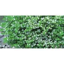 Rüzgar Botanik Beyaz Kufeya Çiçeği 30 60 cm