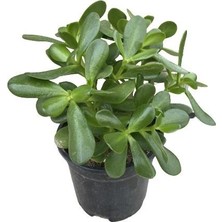 Bitki Fidanım Crassula Ovata Para Çiçeği Bitkisi