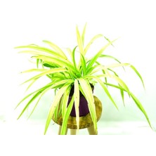 Kösem Botanik Kurdela