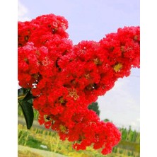 Rüzgar Botanik Kırmızı Oya Çiçeği Fidanı 40CM-60CM