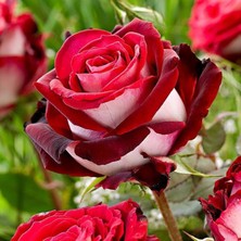 7 Veren Gül Fidanı