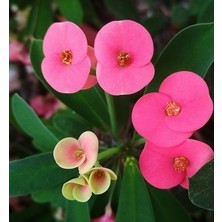 Dikenler Tacı Euphorbia Pembe Fidan