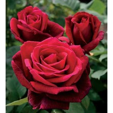 Yalova Fidan Market Gül Fidesi ''Kırmızı''