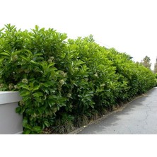 Rüzgar Botanik Lisudum Kartopu Çiçeği Fidanı Saksılı 40 cm 60 cm