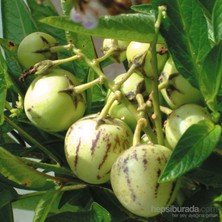 Plantistanbul Pepino Fidesi Ağaç Kavunu Tüplü