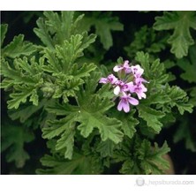 Plantistanbul Palergonium Graveolens-Itır