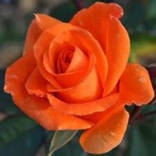 Önderler Turuncu  Gül Fidanı