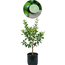 Fidan Sepetim 3 Yaş Tahiti Lime Fidanı