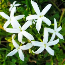 Floramut Tüplü Harika Kokulu Beyaz Yasemin Fidanı