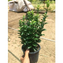 Tüplü Tam Yeşil Taflan Fidanı - Euonymus Japonıcus