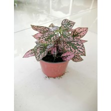 Fidan Merkezi Hostes Çiçeği (Hypoestes) Çilli Yaprak Çiçeği Puantiyeli 15 cm