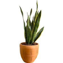 Sansevieria Trifasciata (Paşa Kılıcı)