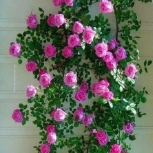 Biorganix Koyu Pembe Yediveren Sarmaşık Gül Fidanı 20-40 Cm