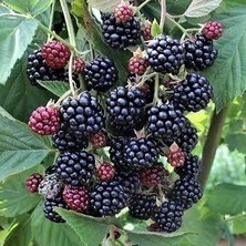 Reyon Bursa1 Böğürtlen Fidanı, Torbada