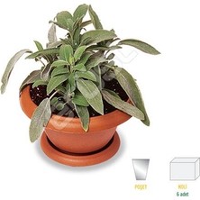 Biorganix Saksılı Tıbbi Adaçayı Fidanı 10-20 Cm 1 Adet Salvia