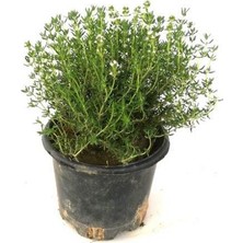 Biorganix Saksılı Kekik Fidanı 10-20 cm Potted Thyme Sapling