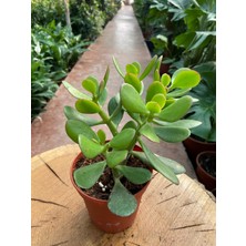 Taha Crassula Ovata Para Çiçeği Para Çiçeği