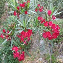 İdeasepet Tüplü Assato Kırmızı Çiçek Açan Zakkum Fidanı