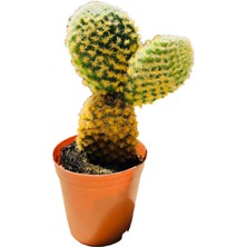 Socactus Tavşan Kulağı - Kaktüs Sukulent