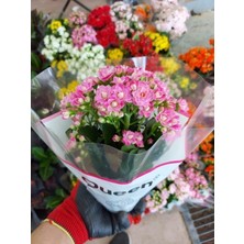 Tüplü Kalanşo Çiçeği ( Koyu Pembe Renkli )( 5.5 cm Lik Saksıda )Kardeş Kanı)