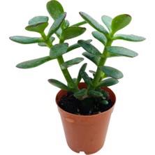 Socactus Para Ağacı Çiçeği - Kaktüs Sukulent