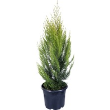 Hobi ve Bahçe Limon Çamı - Limoni Servi (Cupressus Macrocarpa)  (70-80 Cm)