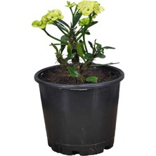 Bitki Fidanım Efhorbia-Dikenler Tacı Çiçeği Sarı