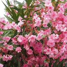 Biorganix Zakkum Çiçeği Fidanı 30-50 cm 1 Adet Nerium Oleander