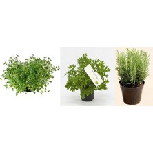 Plantistanbul Kekik-Itır-Biberiye Paket Fidan