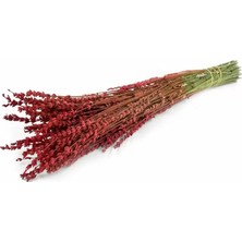 Flowerybox Kuru Çiçek  Şoklanmış Lavanta Kırmızı