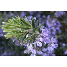 Yalova Fidan Market Biberiye (Rosmarinus Officinalis) Fidanı Aşılı