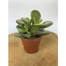 Cadianda Organik Para Çiçeği Sukulent